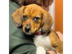 Adopt Karla a Beagle, American Foxhound