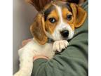 Adopt Katie a Beagle, American Foxhound