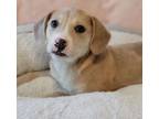 Adopt Camy a Beagle, Labrador Retriever