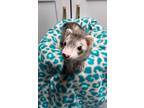 Adopt Sara a Ferret