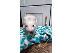 Adopt Sweetum and Sophie a Ferret