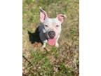 Adopt Andie a Pit Bull Terrier