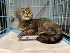 Adopt Lily a Domestic Short Hair