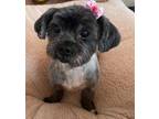 Adopt Abbey and Lilly a Shih Tzu