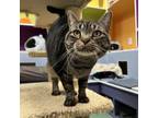 Adopt Luna a American Shorthair