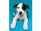 Adopt Marble a Mixed Breed
