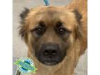 Adopt Mercedes a Mixed Breed