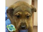 Adopt 71752 a Mixed Breed