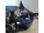 Adopt Nala (34388c) a Domestic Short Hair