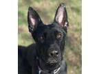 Adopt Athena a German Shepherd Dog