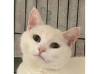 Adopt Agnes (Snow White) a Domestic Short Hair