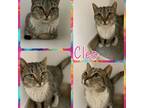 Adopt Cleo a Domestic Short Hair