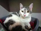 Adopt GAMINE a Domestic Short Hair