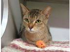 Adopt TOPAZ a Tabby