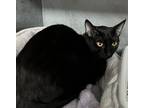 Adopt Dottie a Domestic Short Hair