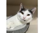 Adopt Collins a Domestic Short Hair