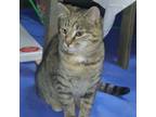 Adopt Tiger Girl (friendly with Little Blackie) a Domestic Short Hair