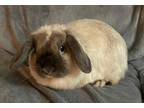 Adopt Mocha a Lop Eared