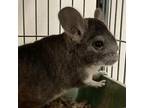 Adopt Jigglypuff a Chinchilla