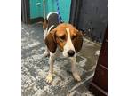 Adopt Fancy #122 a Treeing Walker Coonhound