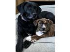 Adopt Shirley a Black Labrador Retriever, Newfoundland Dog