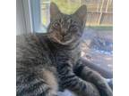 Adopt Olivia a Tabby