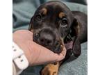 Adopt Catherine O'Hara - female C pup a Basset Hound, Doberman Pinscher