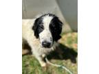 Adopt Dolly a Collie, Mixed Breed