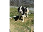 Adopt Molly a Collie, Mixed Breed