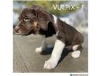 Adopt Vulpix a Beagle, Hound