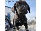 Adopt Squirtle a Beagle, Hound