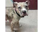 Adopt Baggie Maggie a Pit Bull Terrier