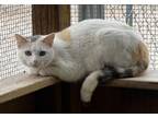 Adopt Dotty a Calico