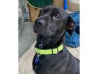Adopt Libbe-Courtesy Post-Please Do NOT contact SDRO directly a Black Labrador