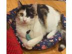 Adopt Amy a Domestic Short Hair