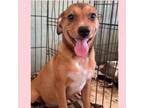 Adopt Tara a Mixed Breed