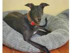 Adopt Bell a Greyhound