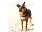 Adopt Bayley a Shepherd