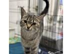 Adopt Pip a Domestic Short Hair