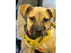 Adopt Lacey a Black Mouth Cur