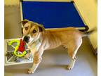 Adopt GLIMMER (Spayed!) a Labrador Retriever, American Bully