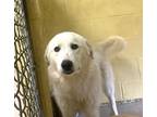 Adopt SHAMROCKETTE (Spayed!) a Great Pyrenees