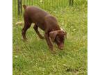 Female red/rust melanistic