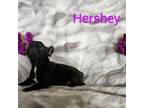 Hershey