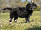 Adopt Lynnix a Aussiedoodle