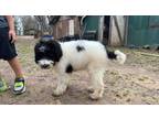 Adopt Kimzi a Bernedoodle