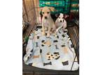 Adopt Donna Puppies a Terrier, Labrador Retriever