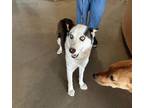 Adopt Ruthie Skittles 58079 a Husky