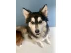 Adopt Lady Tiffany 58038 a Husky