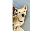 Adopt Pepper Destiny 58047 a Husky, Shepherd